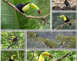 Ramphastos sulfuratus