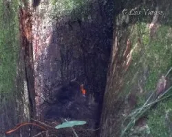 Grallaria guatimalensis