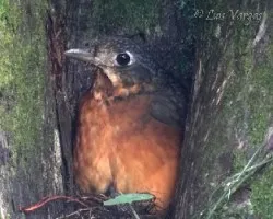 Grallaria guatimalensis