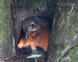 Grallaria guatimalensis