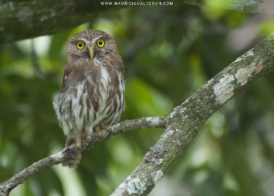 Glaucidium brasilianum