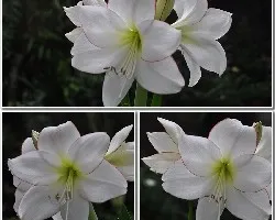 Hippeastrum  sp