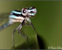 Gomphus vulgatissimus