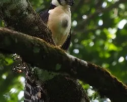 Micrastur semitorquatus