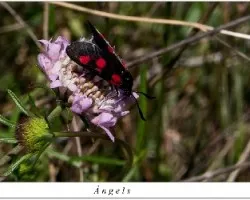 Zygaena negra con lunares rojos