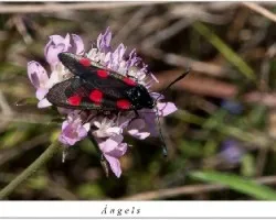 Zygaena negra con lunares rojos