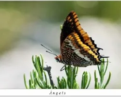 Charaxes jasius