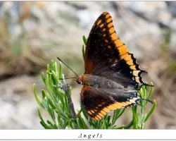 Charaxes jasius