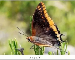 Charaxes jasius
