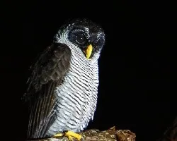 Ciccaba nigrolineata