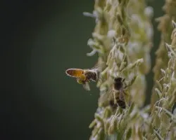 Abeja en maíz