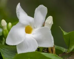 Stemmadenia littoralis