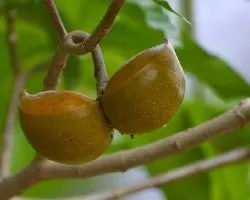 Stemmadenia littoralis