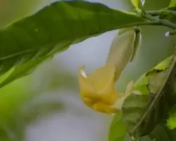 Tabernaemontana donnell-smithii