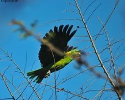 Amazona auropalliata