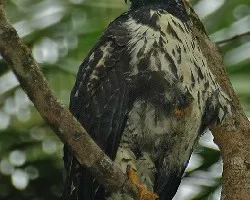 Buteogallus anthracinus