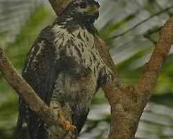 Buteogallus anthracinus