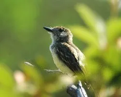 Myiarchus panamensis