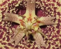 Orbea variegata