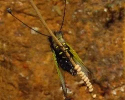 Libelloides baeticus