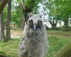 Bubo bubo