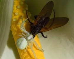 Muerte en las flores