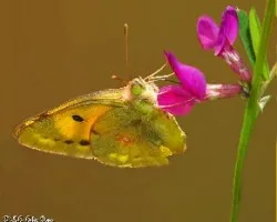 Colias crocea