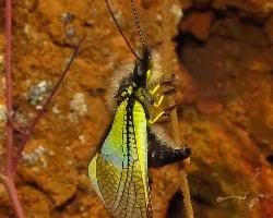 Libelloides baeticus