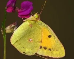 Colias crocea
