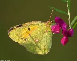 Colias crocea