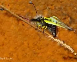 Libelloides baeticus