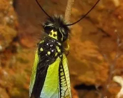  libelloides baeticus