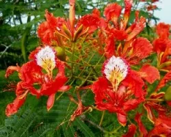 Delonix regia