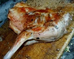 Sylvilagus floridanus