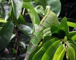 Iguana
