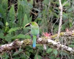 Aulacorhynchus prasinus