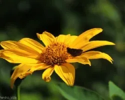 Tithonia diversifolia