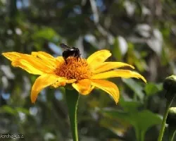 Tithonia diversifolia