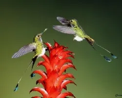 Ocreatus underwoodii