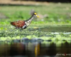 Jacana spinosa