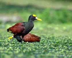 Jacana spinosa
