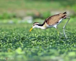 Jacana spinosa