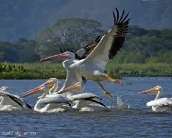 Pelecanus erythrorhynchos