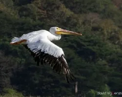 Pelecanus erythrorhynchos