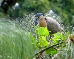 Cochlearius cochlearius