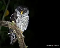 Ciccaba nigrolineata