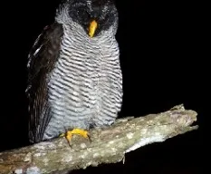 Ciccaba nigrolineata