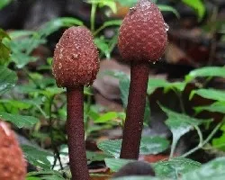 Hongos basidiomicetos