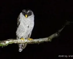 Ciccaba nigrolineata