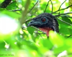 Penelope purpurascens